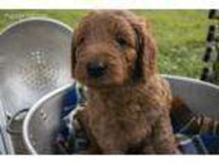 Goldendoodle Puppy for sale in Greensburg, PA, USA
