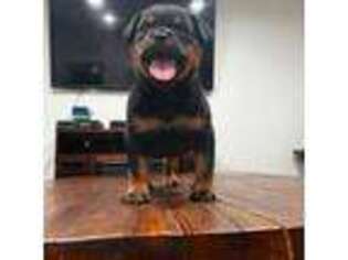 Rottweiler Puppy for sale in Akron, OH, USA