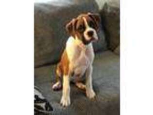 Boxer Puppy for sale in Appleton, WI, USA