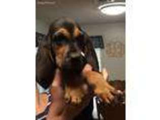 Bloodhound Puppy for sale in Ideal, GA, USA