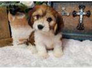 Cavachon Puppy for sale in Center Ridge, AR, USA