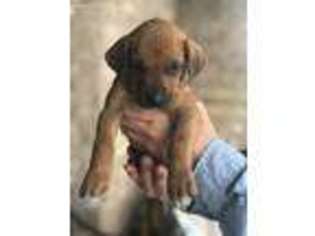 Rhodesian Ridgeback Puppy for sale in Stephenville, TX, USA
