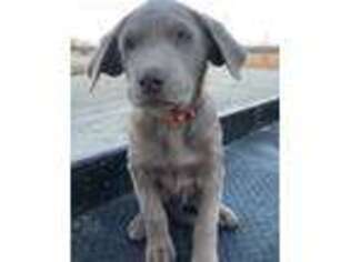 Labrador Retriever Puppy for sale in Mount Pleasant, IA, USA