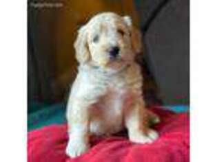 Goldendoodle Puppy for sale in Milton, FL, USA