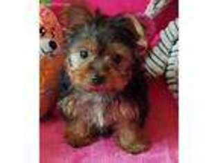 Yorkshire Terrier Puppy for sale in Dracut, MA, USA