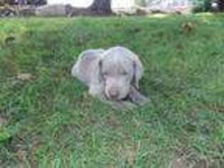 Weimaraner Puppy for sale in Peach Bottom, PA, USA