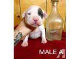 Mutt Puppy for sale in KELLY, LA, USA