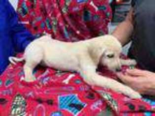 Afghan Hound Puppy for sale in Oneida, TN, USA