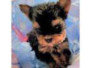 Yorkshire Terrier Puppy for sale in Independence, KS, USA
