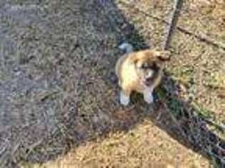 Akita Puppy for sale in Greensboro, NC, USA