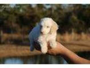 Mutt Puppy for sale in Guyton, GA, USA