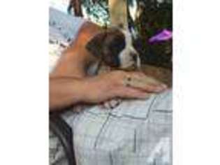 Boxer Puppy for sale in TALENT, OR, USA