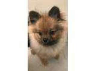 Pomeranian Puppy for sale in Aspen, CO, USA