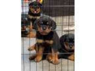 Rottweiler Puppy for sale in Pflugerville, TX, USA
