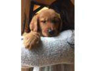 Golden Retriever Puppy for sale in Fox River Grove, IL, USA