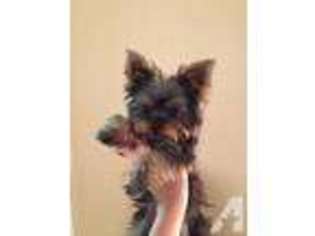 Yorkshire Terrier Puppy for sale in MELBOURNE, FL, USA
