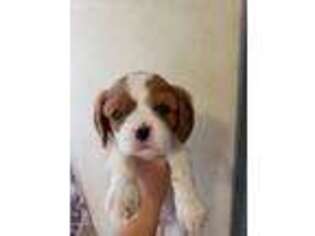 Cavalier King Charles Spaniel Puppy for sale in Moncks Corner, SC, USA
