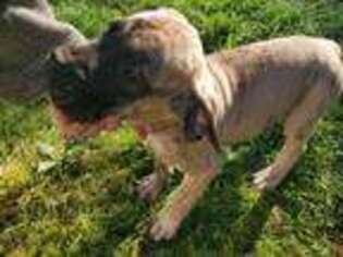 Mastiff Puppy for sale in Ilwaco, WA, USA