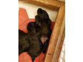 Scottish Terrier Puppy for sale in Quincy, IN, USA