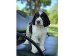 English Springer Spaniel Puppy for sale in Montezuma, GA, USA
