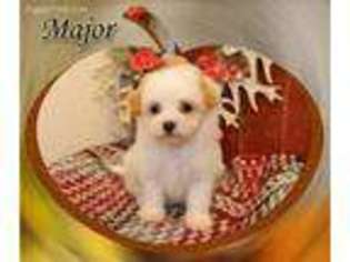 Mutt Puppy for sale in Laredo, MO, USA