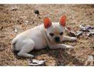 Mutt Puppy for sale in VALLEY, AL, USA