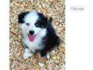 Australian Shepherd Puppy for sale in Tyler, TX, USA