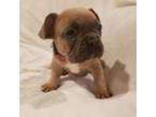 French Bulldog Puppy for sale in Ashburn, GA, USA