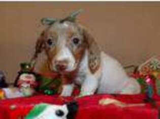 Dachshund Puppy for sale in Albertville, AL, USA