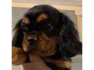 Cavalier King Charles Spaniel Puppy for sale in Selmer, TN, USA