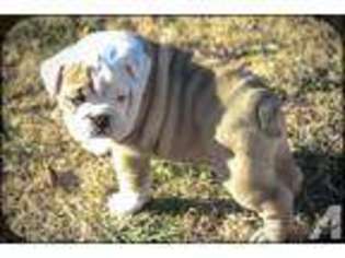 Bulldog Puppy for sale in HARTWELL, GA, USA