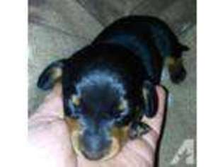 Dachshund Puppy for sale in SILVANA, WA, USA