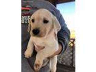 Labrador Retriever Puppy for sale in Vinita, OK, USA
