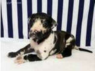 Great Dane Puppy for sale in Greenwood, AR, USA