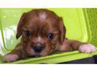 Cavalier King Charles Spaniel Puppy for sale in Pink Hill, NC, USA