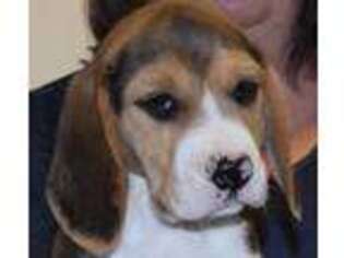 Beagle Puppy for sale in Fieldton, TX, USA