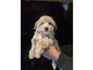 Mutt Puppy for sale in Manorville, NY, USA