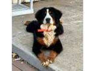 Bernese Mountain Dog Puppy for sale in Mead, OK, USA