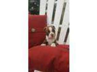 Boston Terrier Puppy for sale in Kinzers, PA, USA