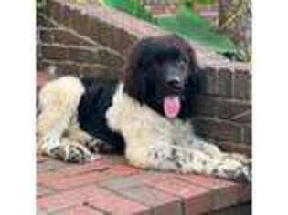Newfoundland Puppy for sale in Mayfield, KY, USA