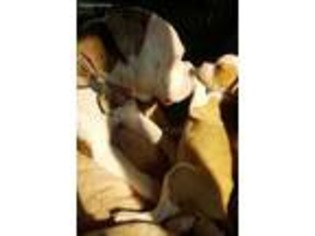 Alapaha Blue Blood Bulldog Puppy for sale in Murfreesboro, TN, USA