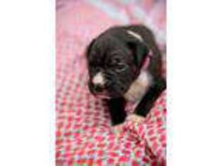 Boxer Puppy for sale in Lexington, TN, USA