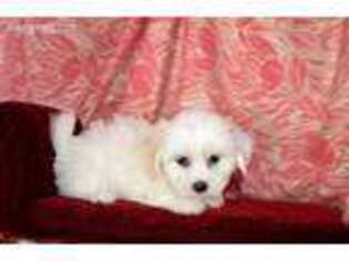 Coton de Tulear Puppy for sale in Pillager, MN, USA