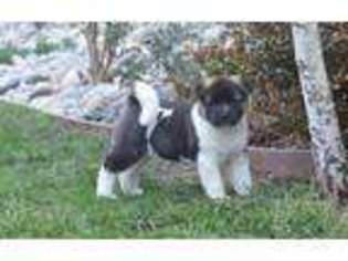Akita Puppy for sale in Brentwood, CA, USA