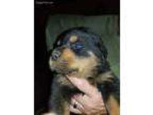 Rottweiler Puppy for sale in Connellsville, PA, USA