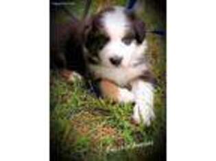 Australian Shepherd Puppy for sale in Archie, MO, USA