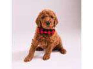 Goldendoodle Puppy for sale in Goodyear, AZ, USA