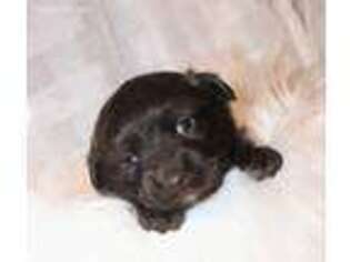 Labradoodle Puppy for sale in Centerville, PA, USA