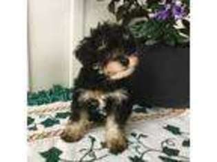 Schnoodle (Standard) Puppy for sale in Brogue, PA, USA