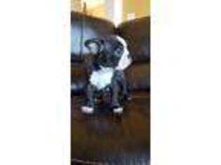 Boston Terrier Puppy for sale in Cleveland, TN, USA